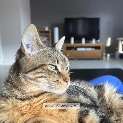 Photo de chat perdu à Villeneuve Les Maguelonne