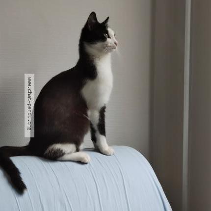 Photo 1/1 Chat retrouvé Perdu à Montpellier