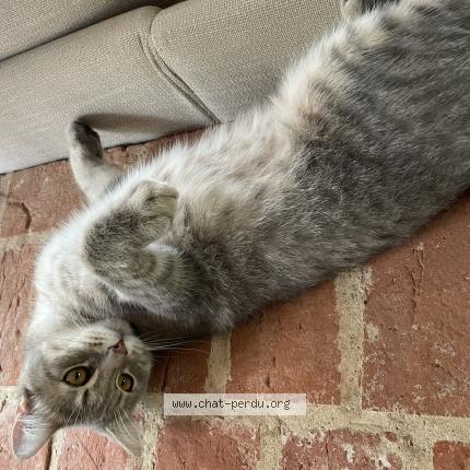 Photo de chat perdu à Chambray