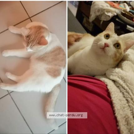 Photo 1/1 Chat retrouvé Perdu à Bruges