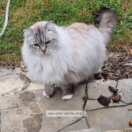 Photo 1/1 Chat retrouvé Perdu à Meyzieu