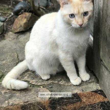 Photo de chat perdu à Malakoff