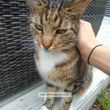 Photo 1/1 Chat retrouvé Perdu à Maisons Laffitte