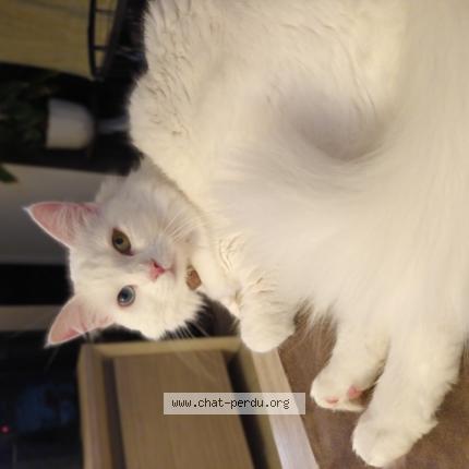 Photo de chat perdu à Perros Guirec