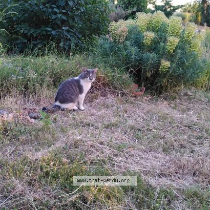 Photo 1/2 Chat retrouvé Perdu à Gumery