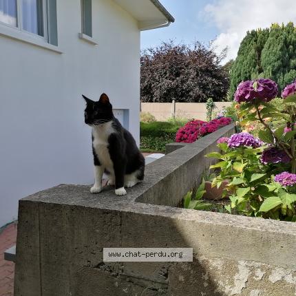 Photo de chat perdu à Plouha