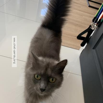 Photo 1/1 Chat retrouvé Perdu à Saint Sebastien Sur Loire