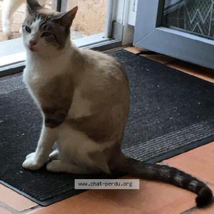 Photo de chat perdu à Saint Priest En Jarez
