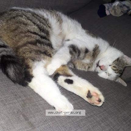 Photo 1/1 Chat retrouvé Perdu à Poitiers