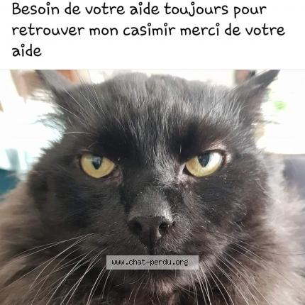 Photo de chat perdu à Halluin