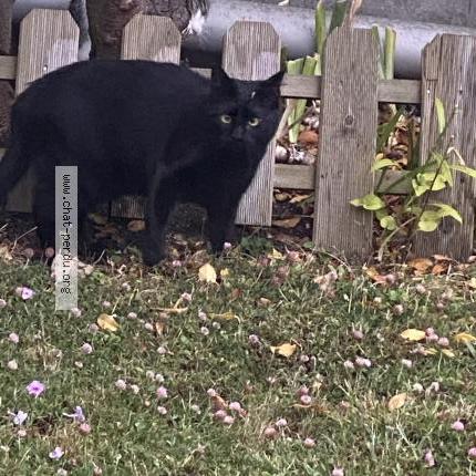 Photo de chat perdu à Le Blanc Mesnil