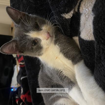 Photo de chat perdu à Aubigny Sur Nere