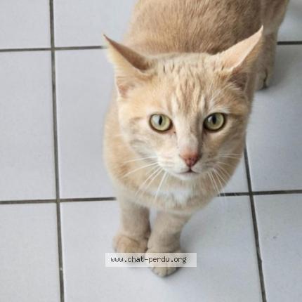 Photo 1/1 Chat retrouvé Perdu à Chambray Les Tours