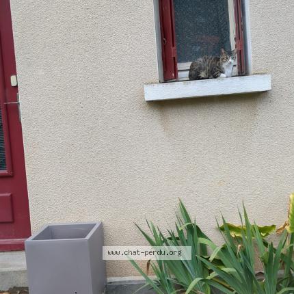 Photo 1/1 Chat retrouvé Perdu à Saint Feyre