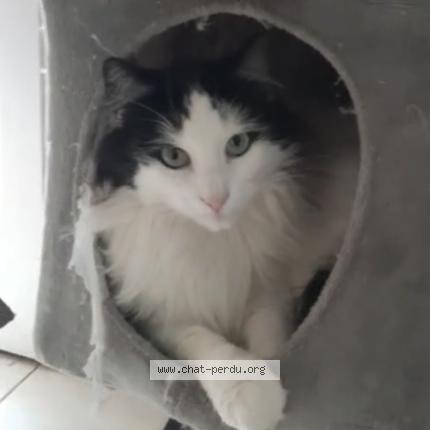 Photo de chat perdu à Touques