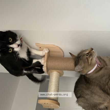 Photo 1/1 Chat retrouvé Perdu à Orleans