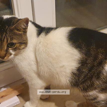 Photo 1/1 Chat retrouvé Trouvé à Orthez
