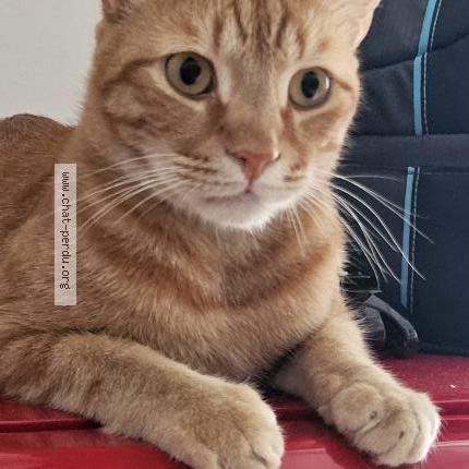 Photo 1/1 Chat retrouvé Perdu à Angers