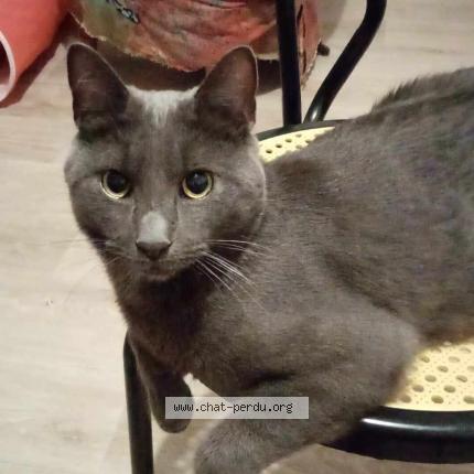 Photo 1/1 Chat retrouvé Perdu à Capbreton