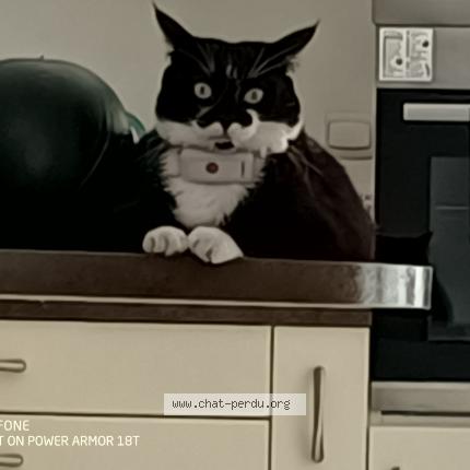 Photo de chat perdu à Souppes Sur Loing