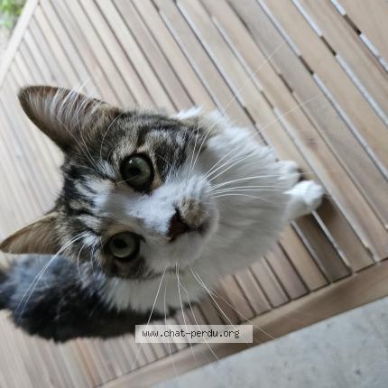 Photo 1/1 Chat retrouvé Perdu à Saint Genis D Hiersac