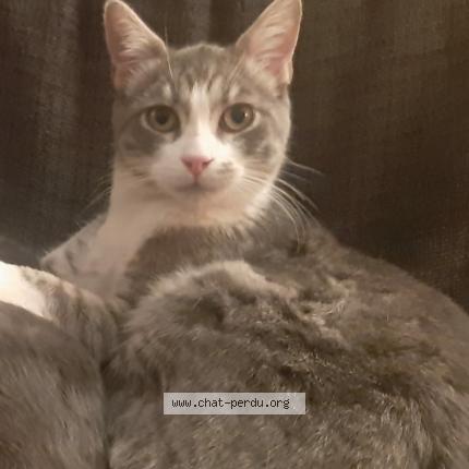 Photo de chat perdu à Mery Sur Oise