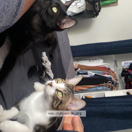 Photo de chat perdu à Magny Cours