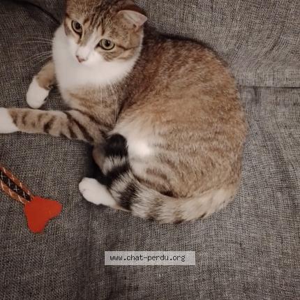 Photo de chat perdu à Ferrieres En Gatinais