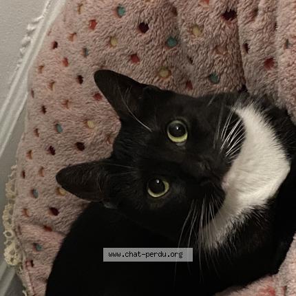 Photo de chat perdu à Lille