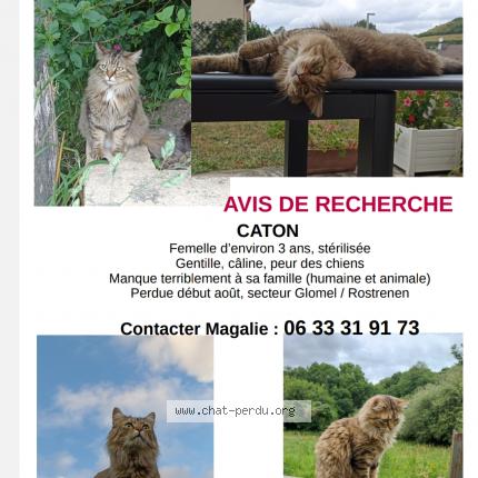 Photo 1/1 Chat retrouvé Perdu à Glomel