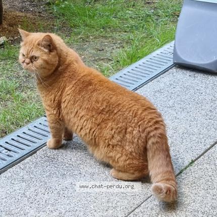 Photo de chat perdu à Etiolles