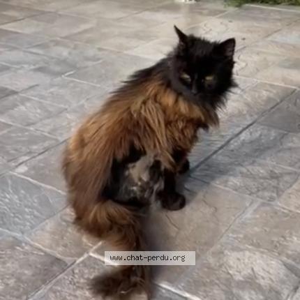 Photo de chat perdu à Lannion