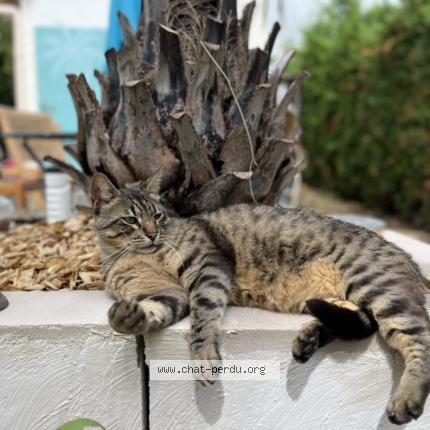 Photo de chat perdu à Carcassonne