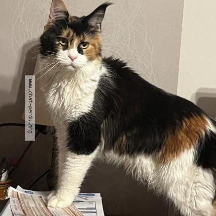 Photo 1/1 Chat retrouvé Perdu à Ussy Sur Marne
