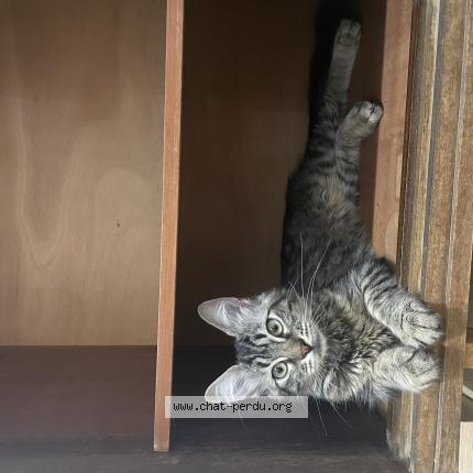 Photo de chat perdu à Mulhouse