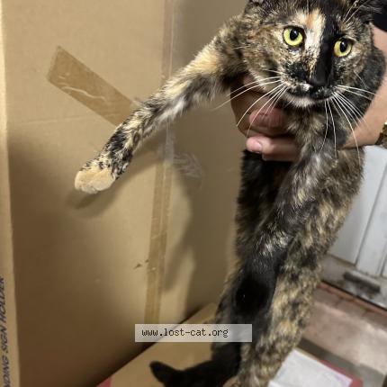 Photo 1/1 Chat retrouvé Trouvé à Unionville