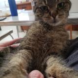 Photo de chat perdu à Edmonton