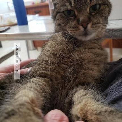 Photo 1/1 Chat retrouvé Perdu à Edmonton