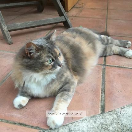 Photo 1/1 Chat retrouvé Perdu à Peypin D Aigues