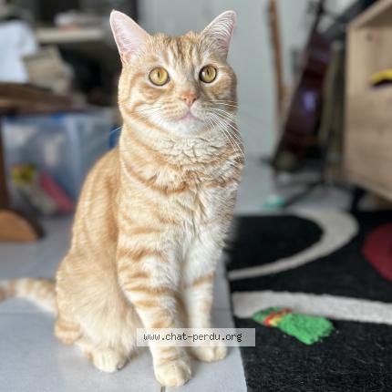 Photo de chat perdu à Lozanne
