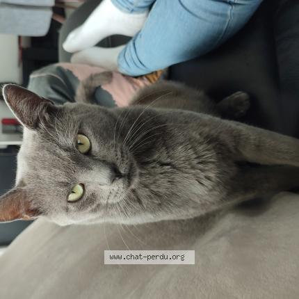 Photo 1/1 Chat retrouvé Perdu à Les Noes Pres Troyes