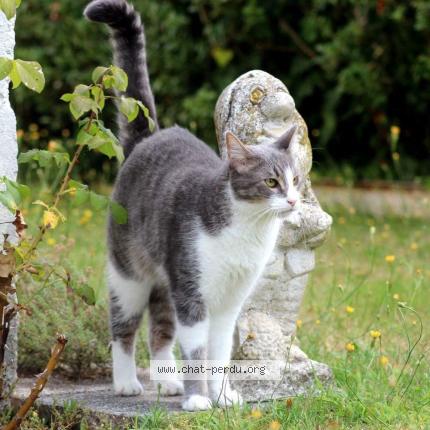 Photo de chat perdu à Pollestres