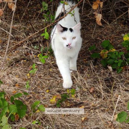 Photo de chat trouvé à Blagnac