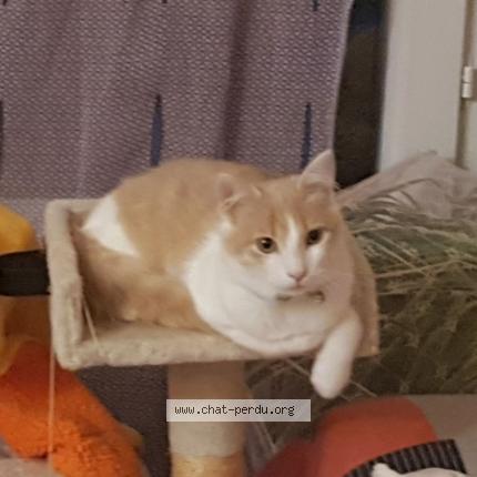 Photo 1/1 Chat retrouvé Perdu à Bourre