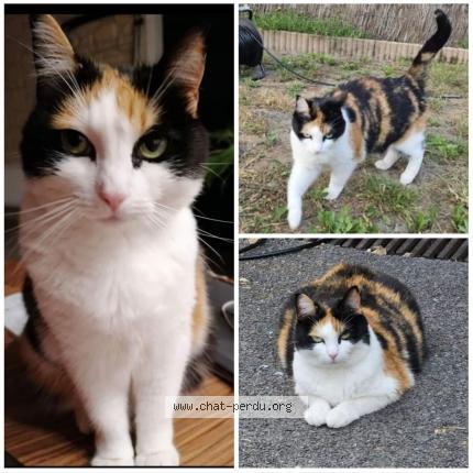 Photo 1/1 Chat retrouvé Perdu à Reims