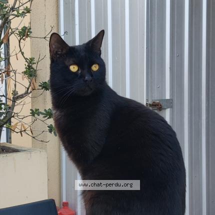 Photo 1/1 Chat retrouvé Perdu à Toulouse