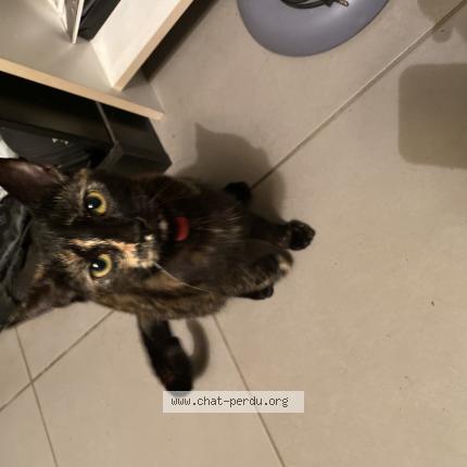 Photo de chat perdu à La Roche Sur Yon