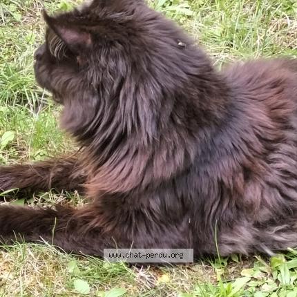 Photo de chat trouvé à Aulnoy Lez Valenciennes