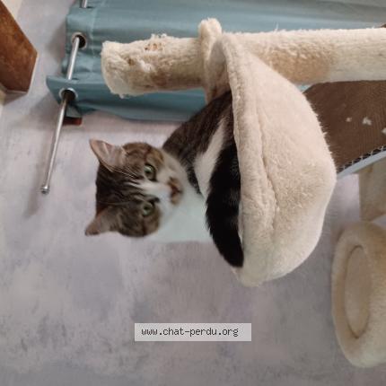 Photo de chat perdu à Saint Clement Des Levees