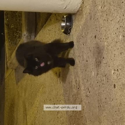 Photo de chat trouvé à Le Mee Sur Seine